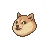 dog shiba